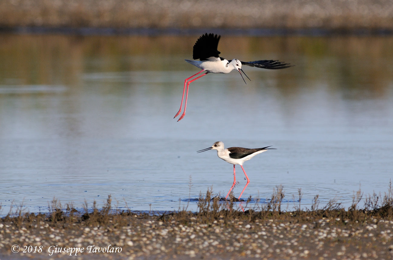 Cavalieri d''Italia (Himantopus himantopus)