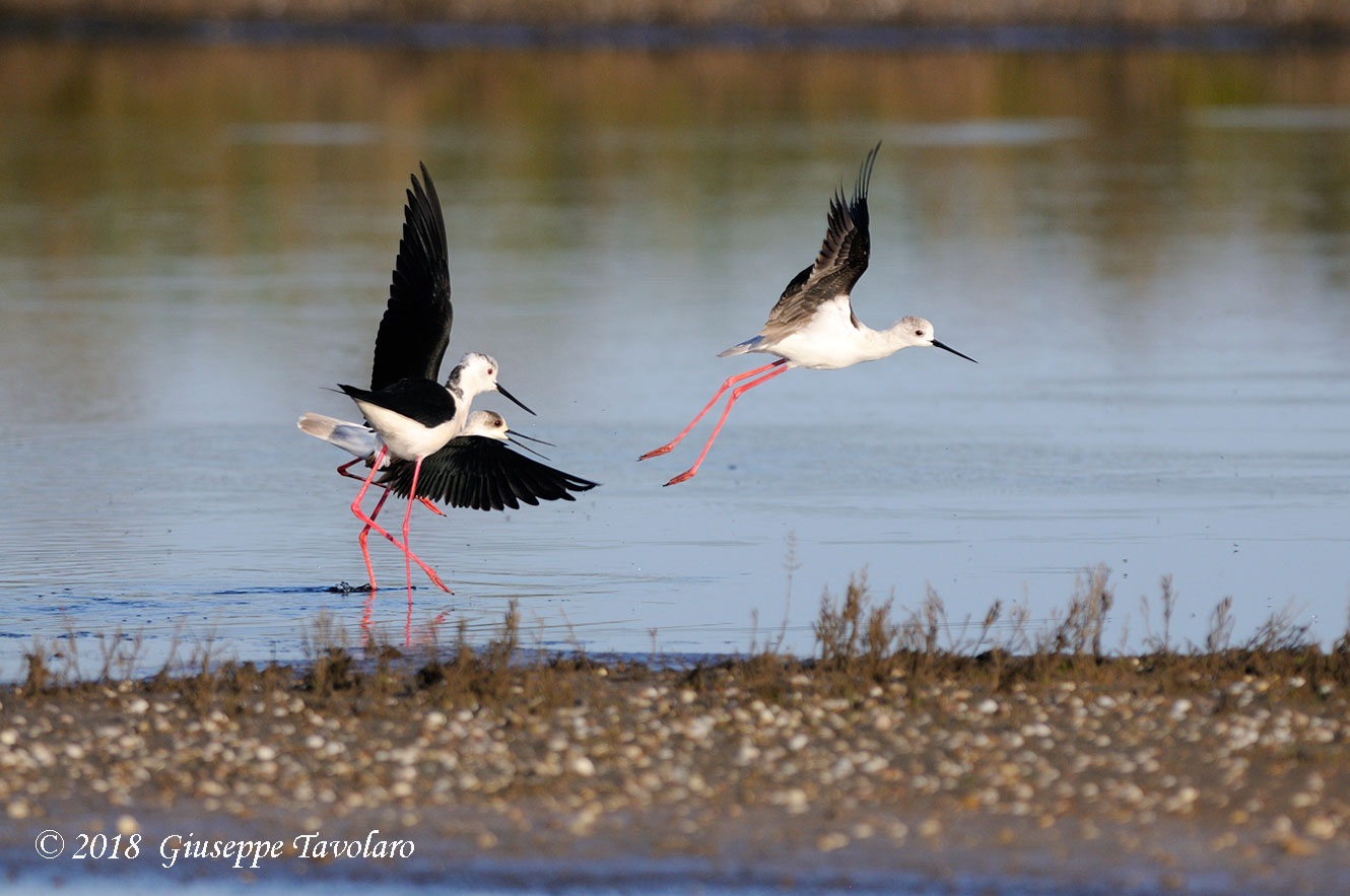 Cavalieri d''Italia (Himantopus himantopus)