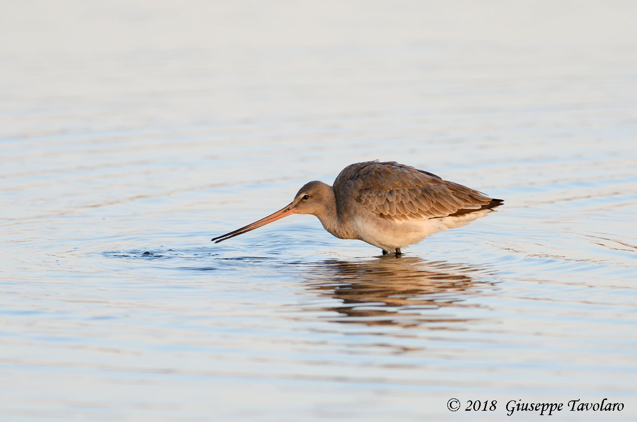 Pittima reale (Limosa limosa)