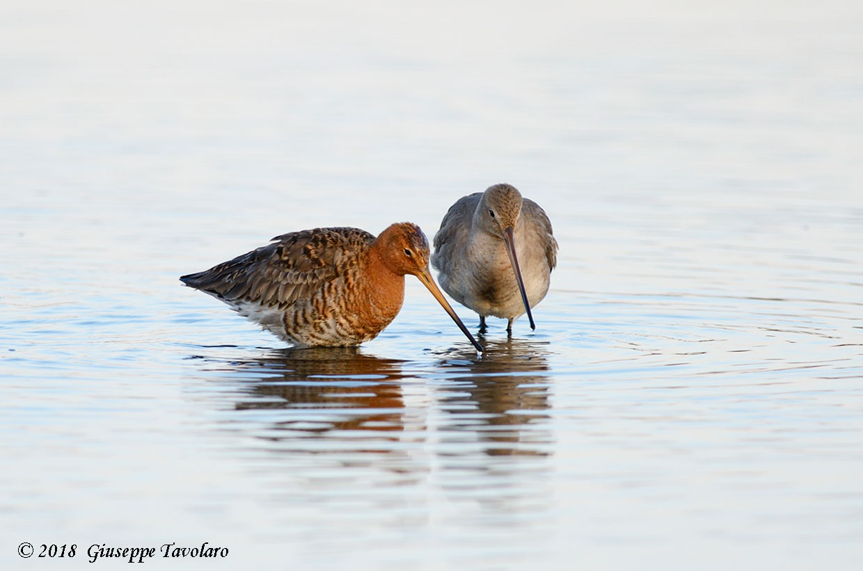 Pittima reale (Limosa limosa)