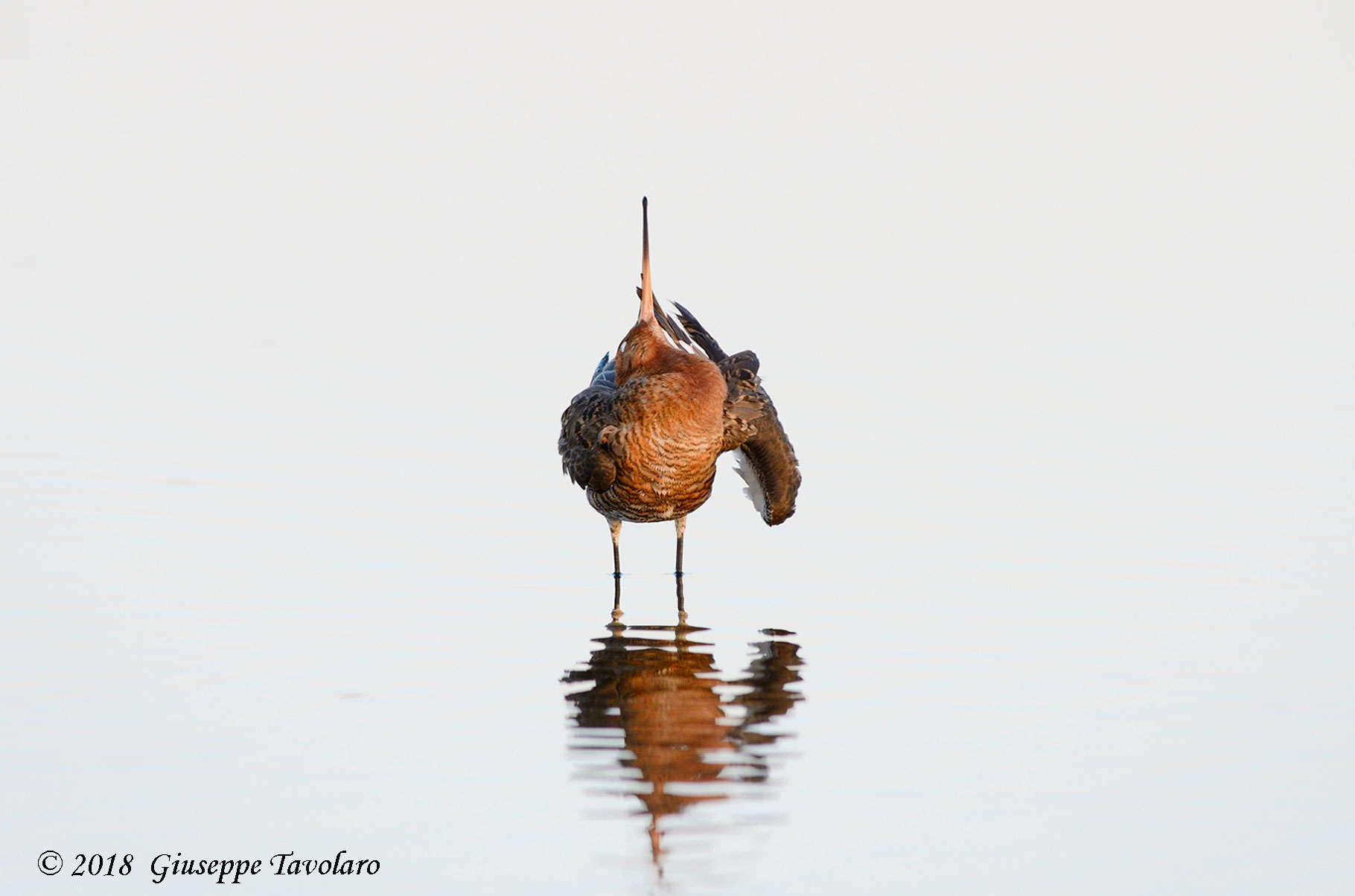 Pittima reale (Limosa limosa)