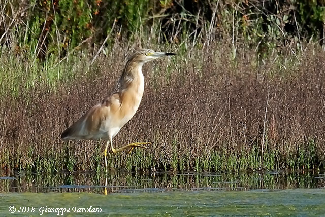 Sgarza ciuffetto (Ardeola ralloides)