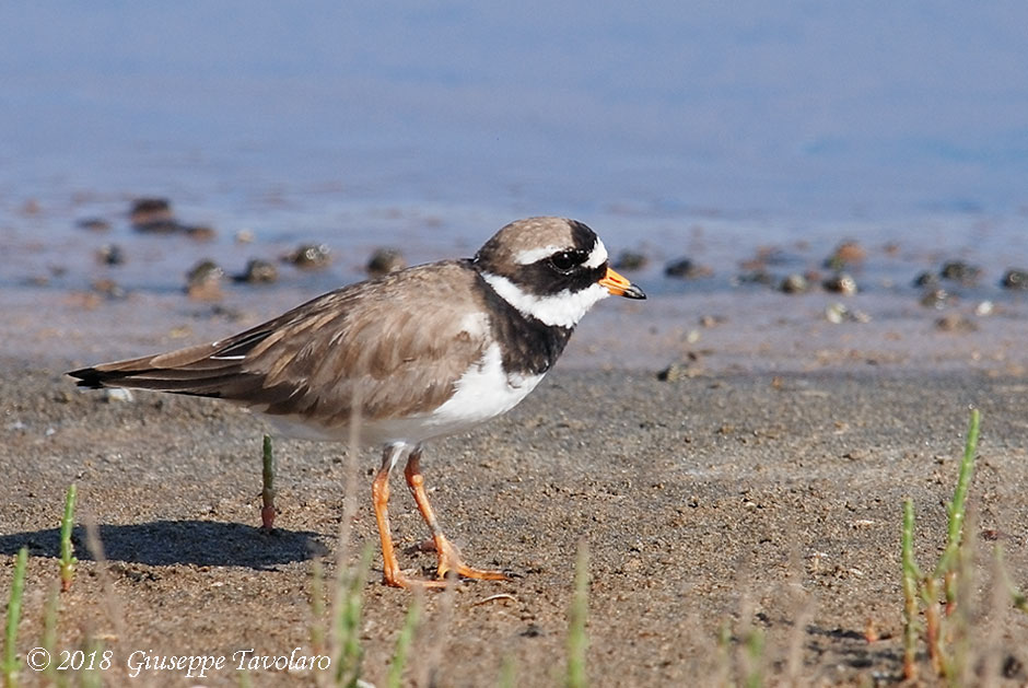 Corriere grosso (Charadrius hyaticula)