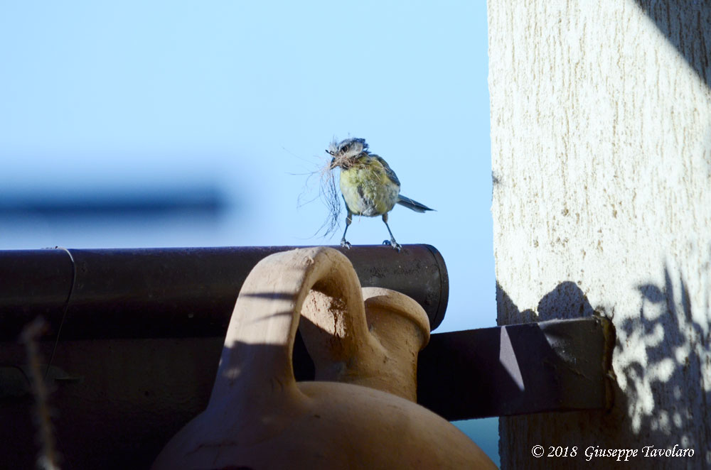 Ospiti graditi sul terrazzo (Cyanistes caeruleus)