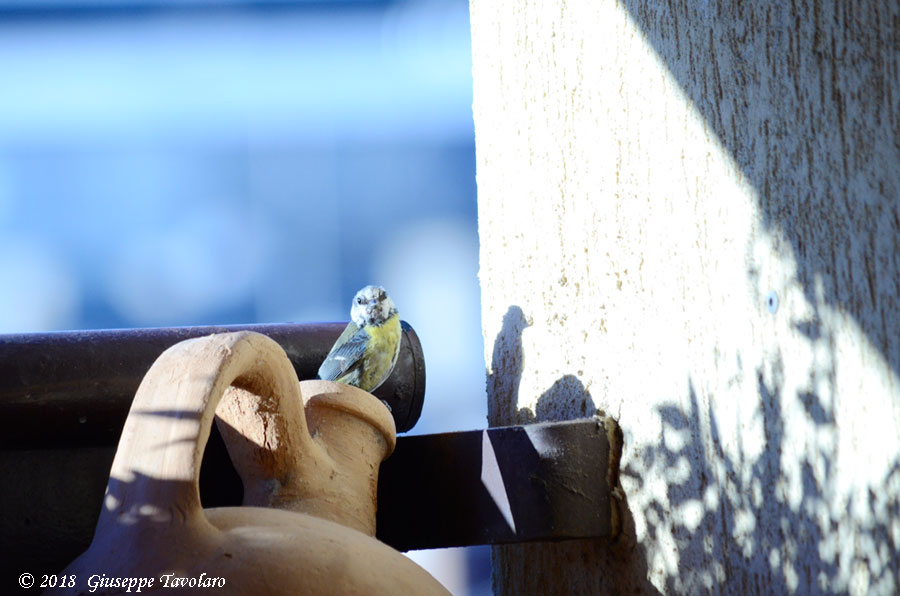 Ospiti graditi sul terrazzo (Cyanistes caeruleus)