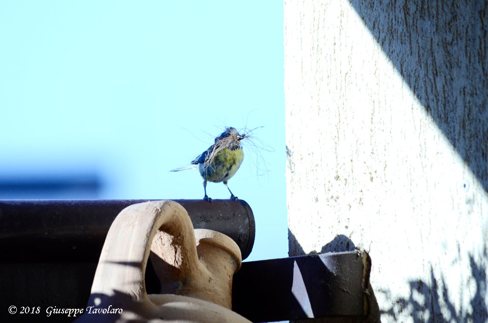 Ospiti graditi sul terrazzo (Cyanistes caeruleus)