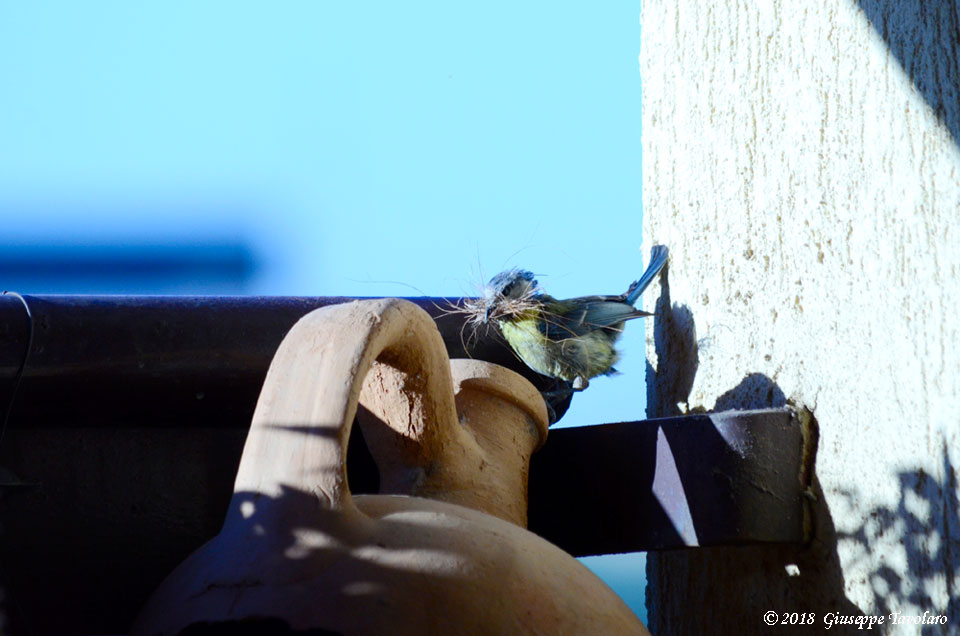 Ospiti graditi sul terrazzo (Cyanistes caeruleus)