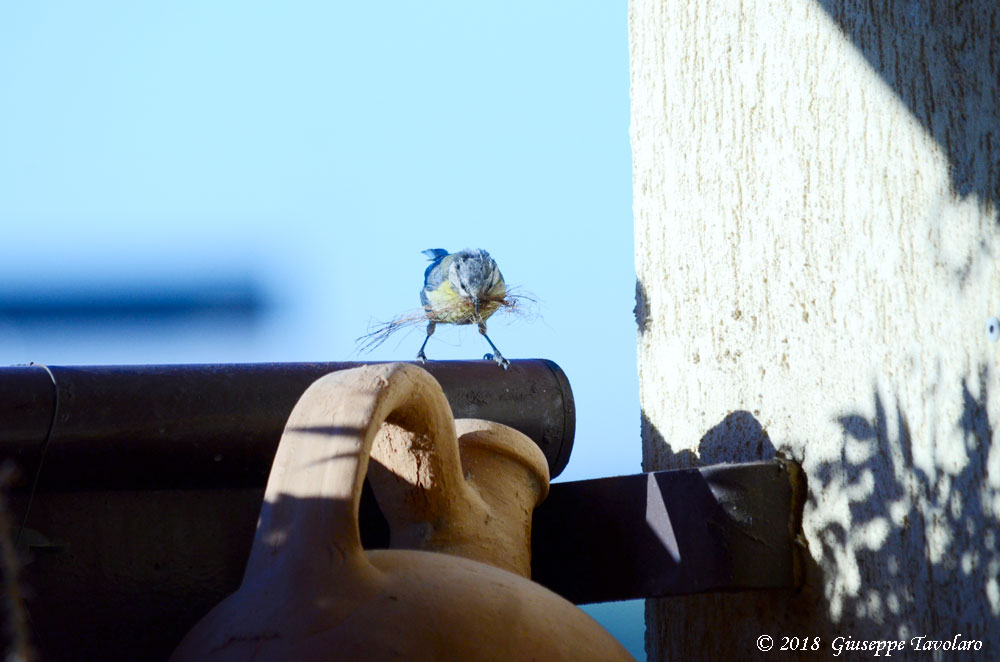 Ospiti graditi sul terrazzo (Cyanistes caeruleus)