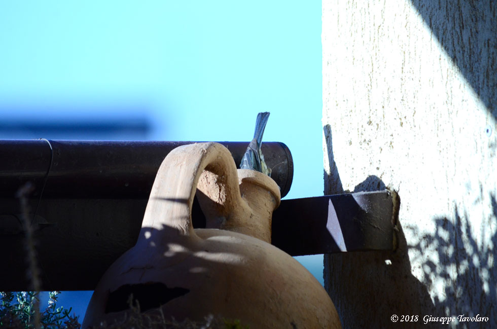 Ospiti graditi sul terrazzo (Cyanistes caeruleus)