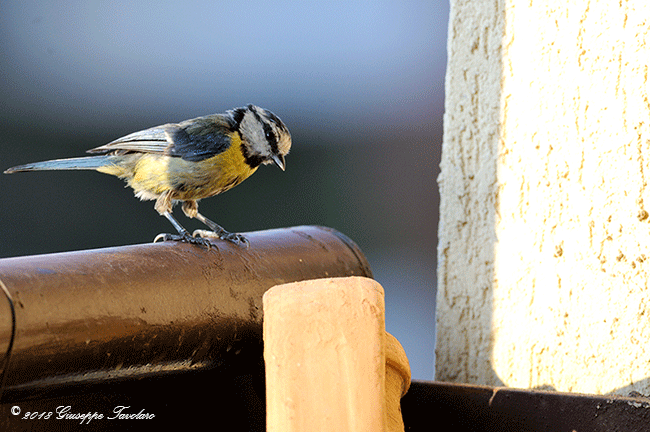 Cinciarella (Cyanistes caeruleus) sempre sul mio terrazzo