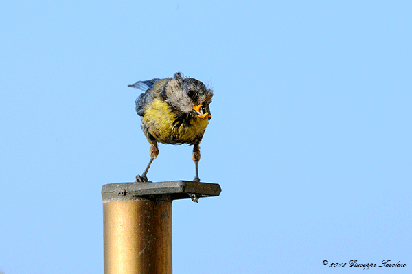 Cinciarella (Cyanistes caeruleus) sempre sul mio terrazzo