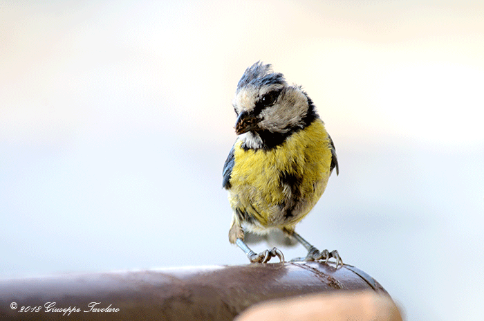 Cinciarella (Cyanistes caeruleus) sempre sul mio terrazzo