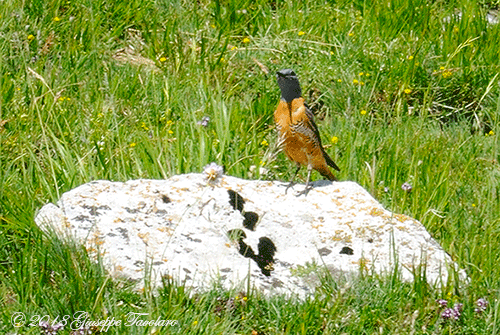 Codirossone (Monticola saxatilis)