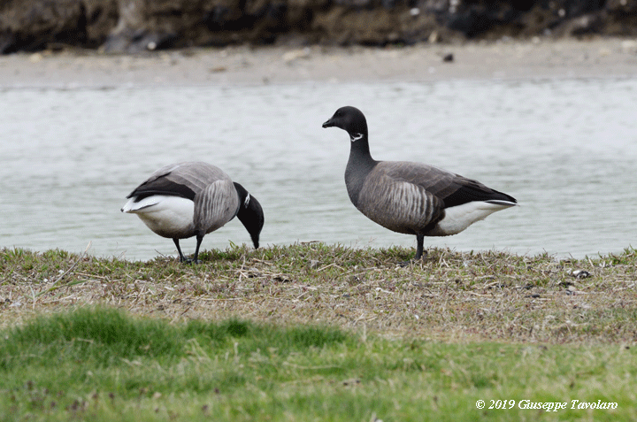 Oca colombaccio (Branta bernicla)