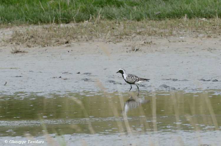 Pivieressa (Pluvialis squatarola) ?    S !