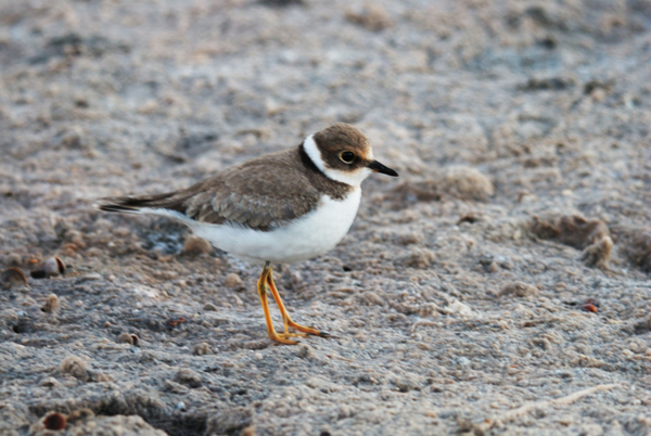 Corriere piccolo o Fratino?   Corriere piccolo (Charadrius dubius), giovane