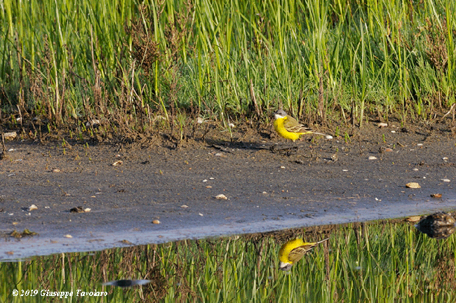 Ballerina gialla ♂♀? No, due sottospecie di Cutrettola (Motacilla flava)