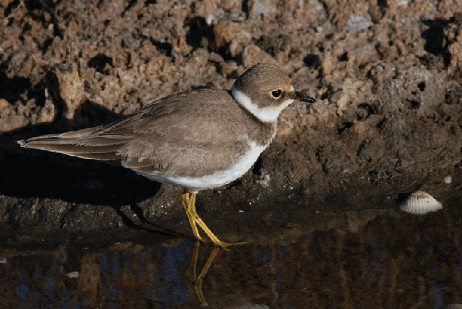 Giovane di Corriere piccolo o Fratino?  Corriere piccolo (Charadrius dubius)