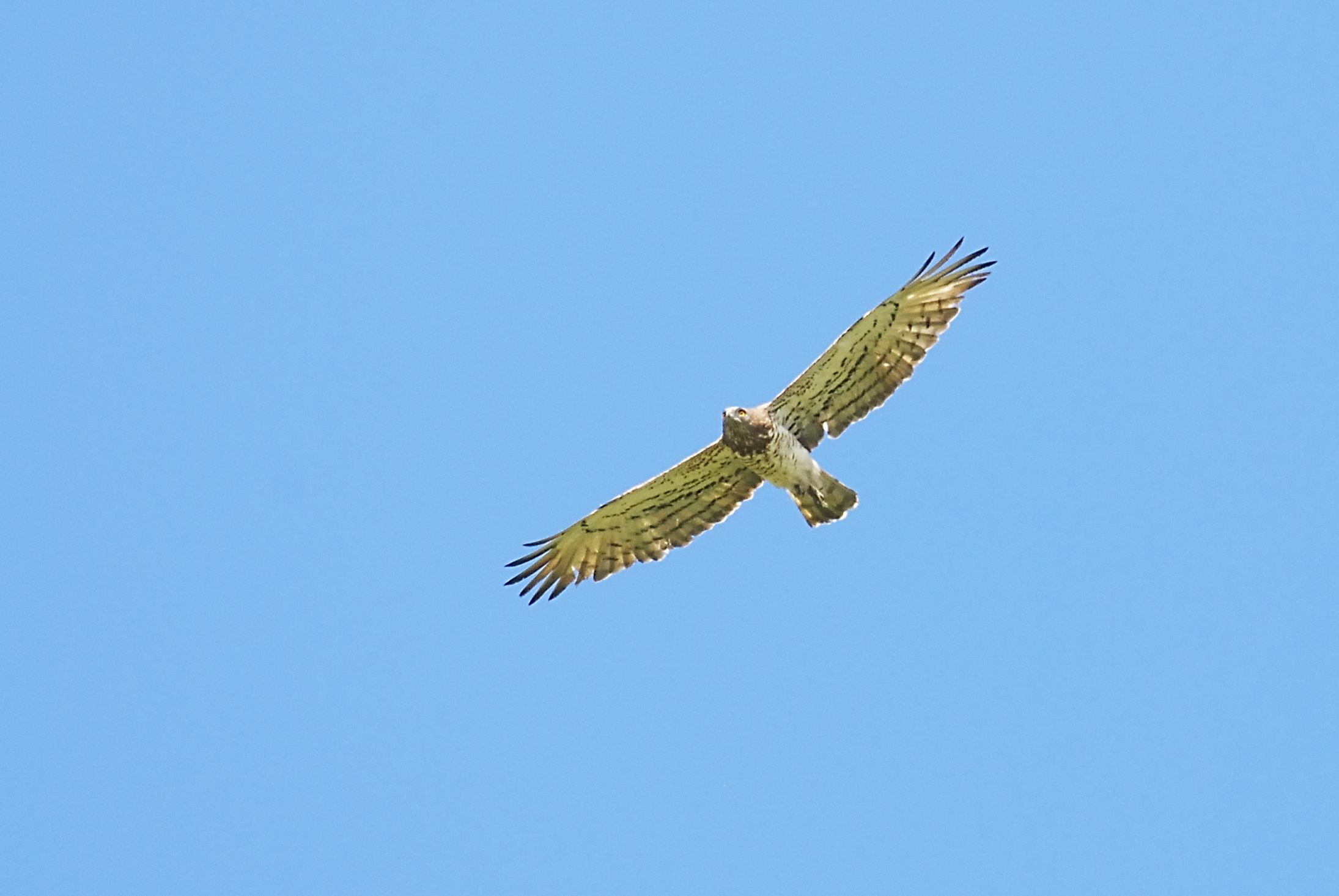 Aiuto identificazione : Sparviere o Astore? Sparviere, femmina
