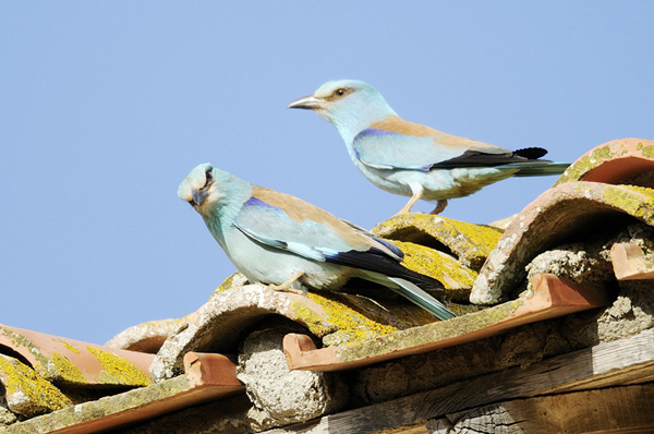 Ghiandaia marina (Coracias garrulus)