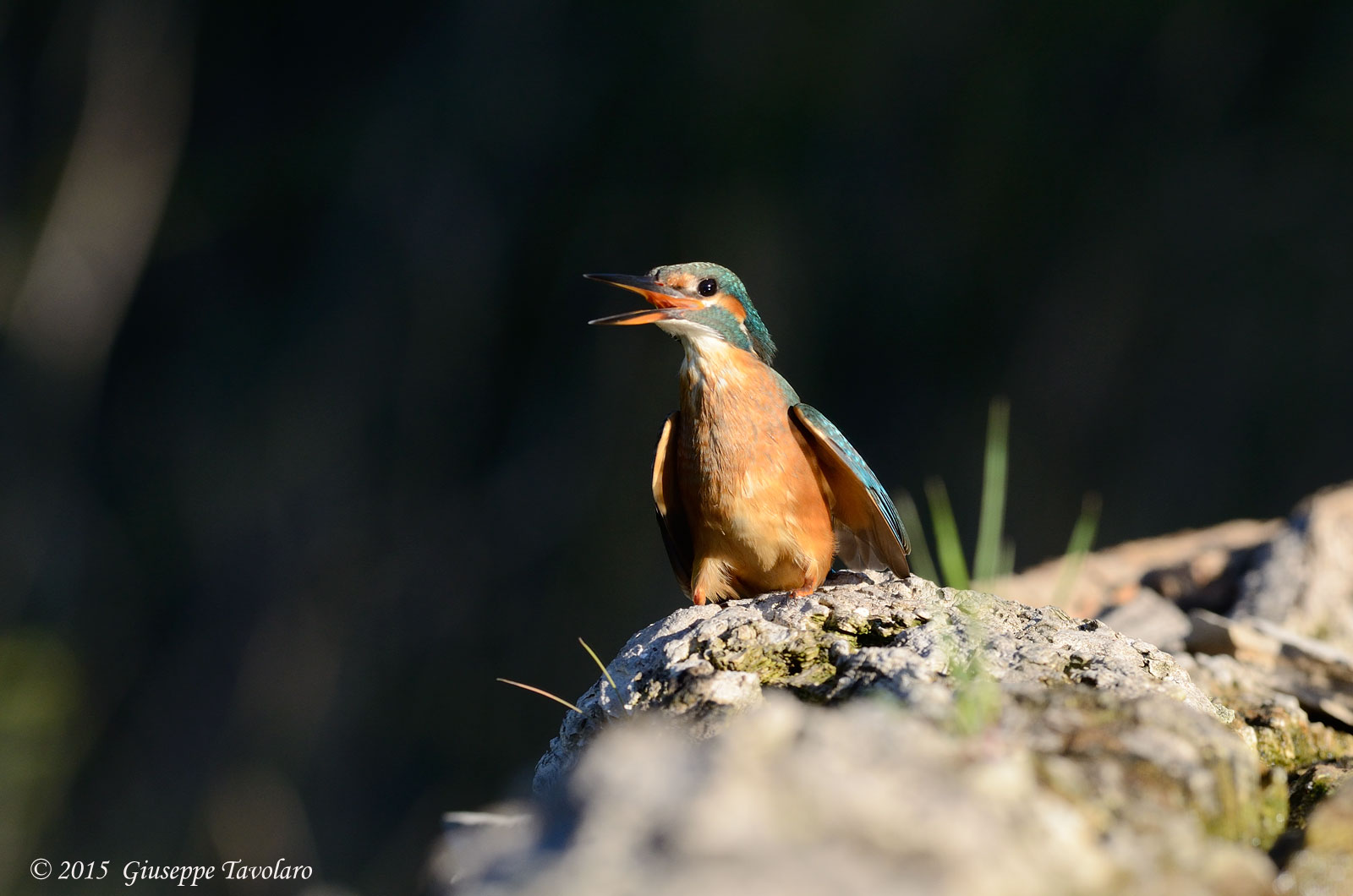 Martin pescatore (Alcedo atthis)
