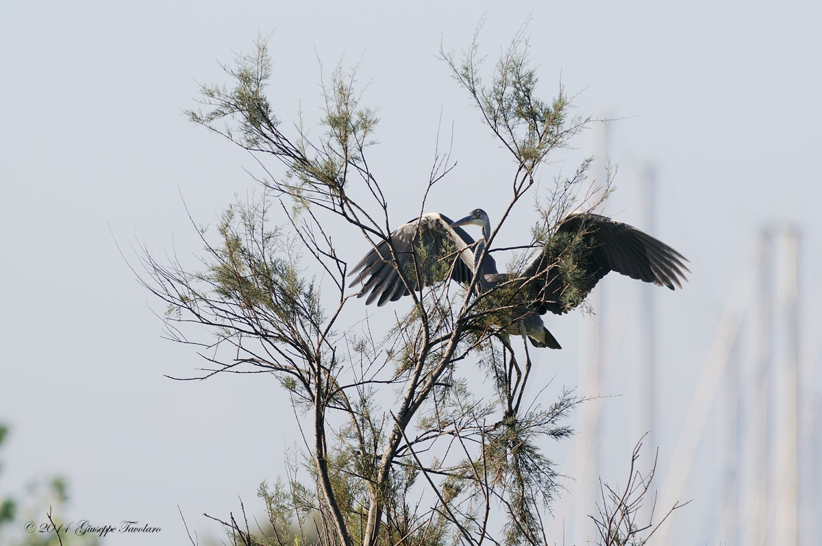 Airone cenerino (Ardea cinerea)...
