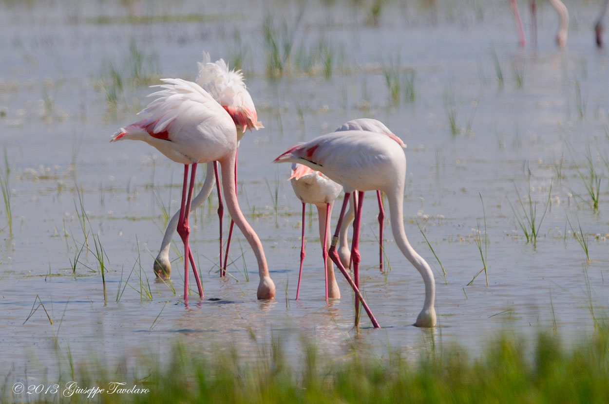 Fenicotteri (Phoenicopterus roseus)