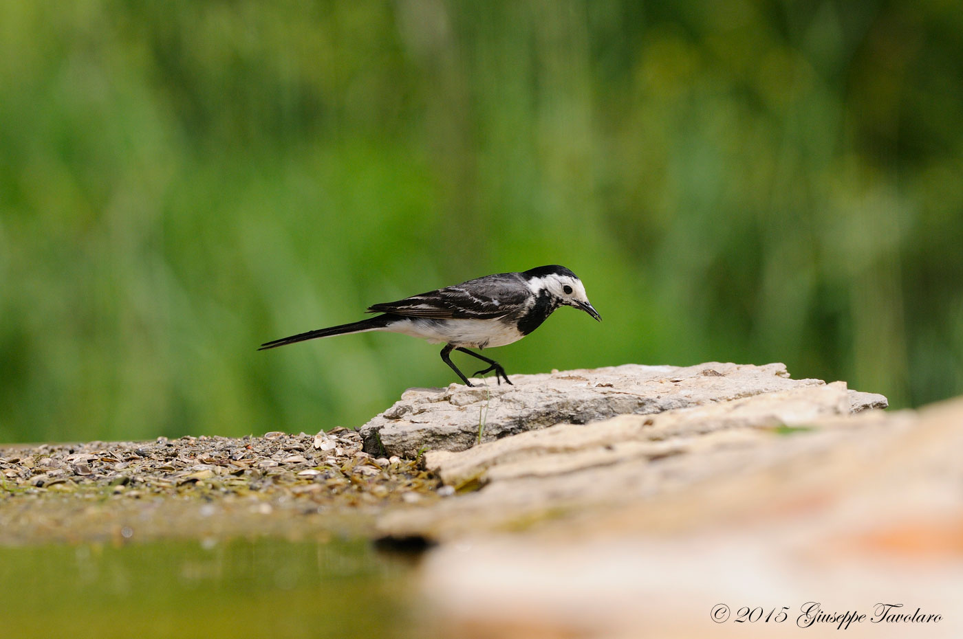 Ballerina bianca o Ballerina nera?