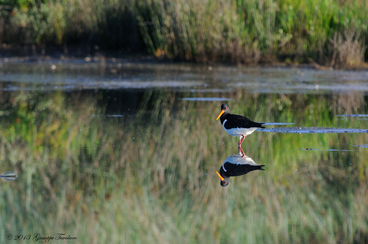 Beccacce di mare (Haematopus ostralegus)