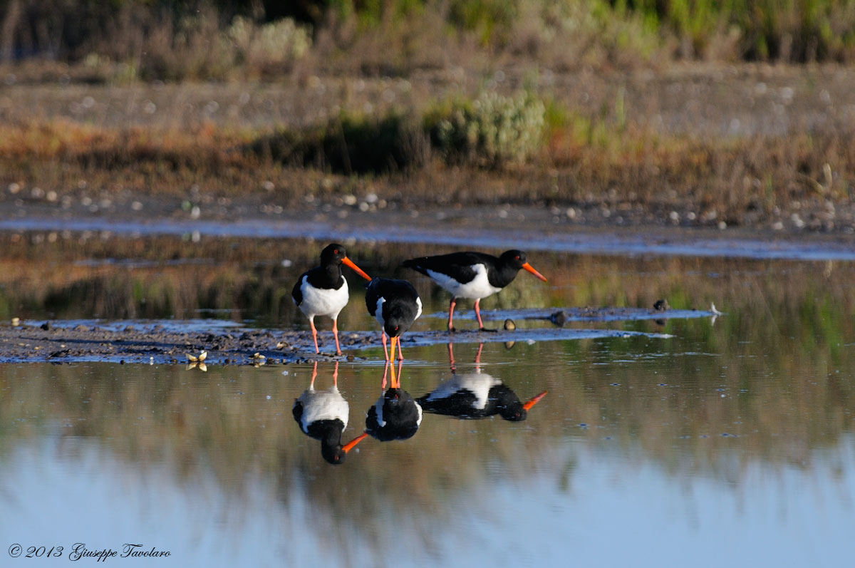 Beccacce di mare (Haematopus ostralegus)