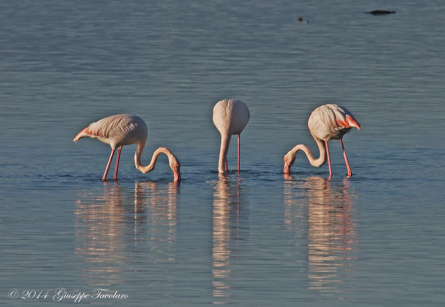 Fenicotteri (Phoenicopterus roseus)