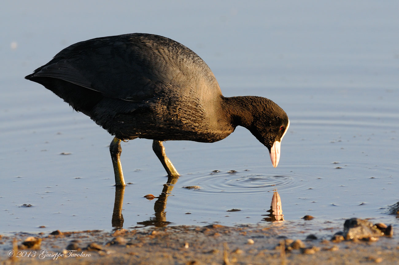 Chi c'' l sotto? Folaga (Fulica atra)