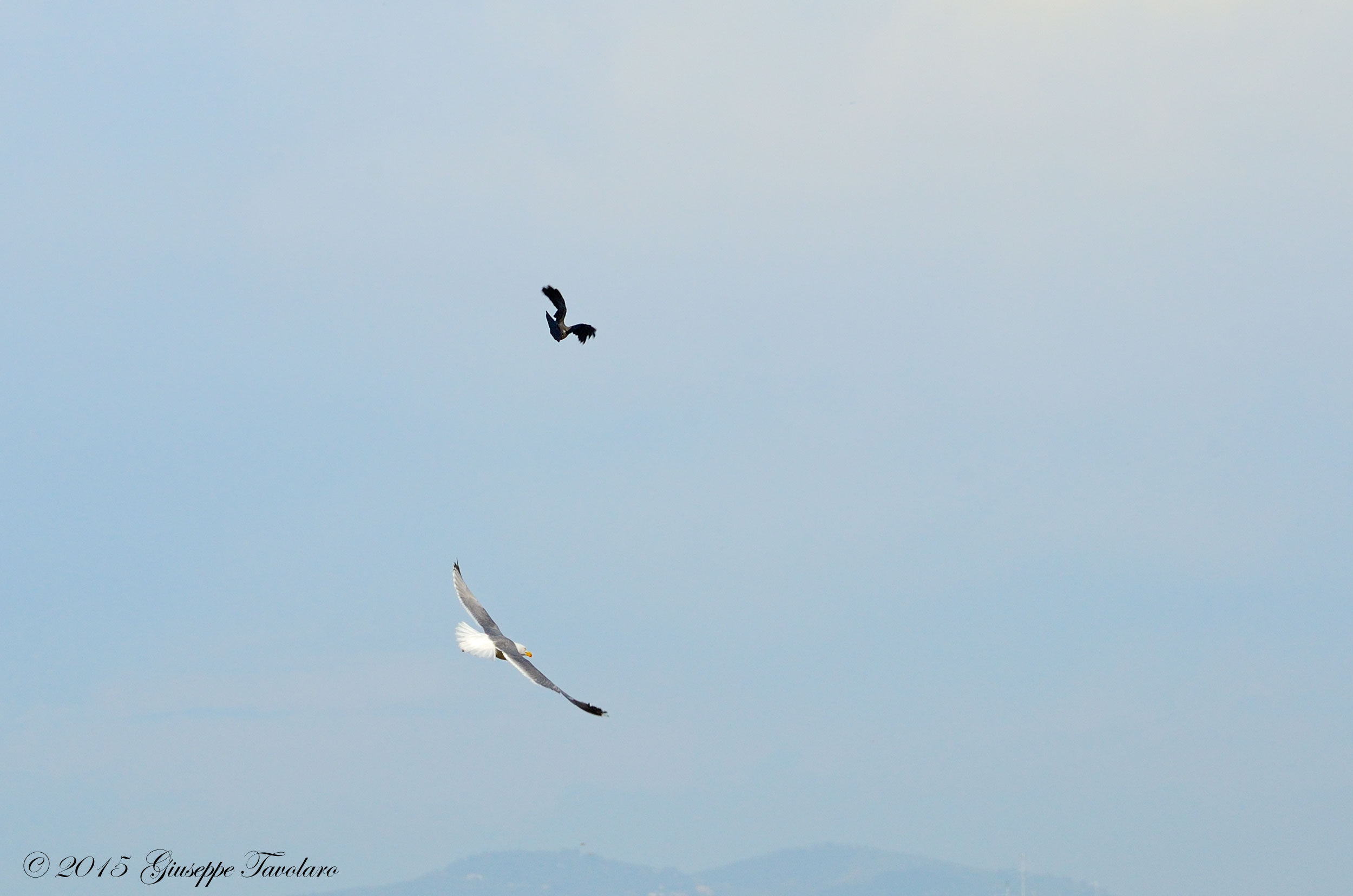 Il Gabbiano e la Cornacchia grigia