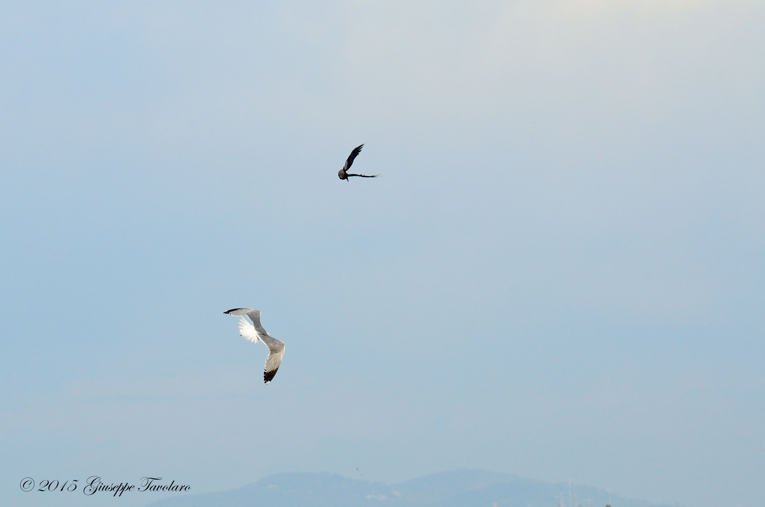 Il Gabbiano e la Cornacchia grigia