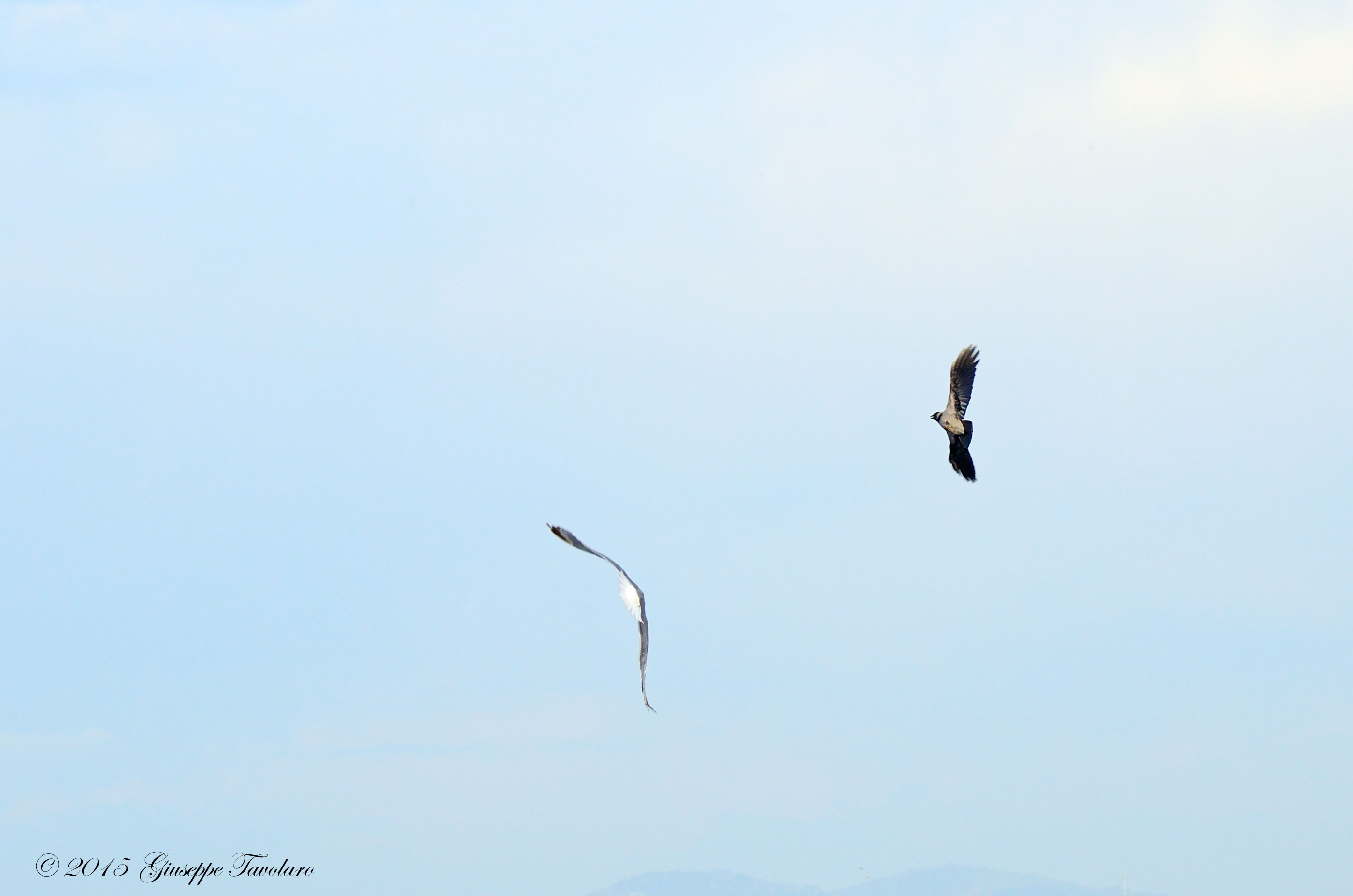 Il Gabbiano e la Cornacchia grigia