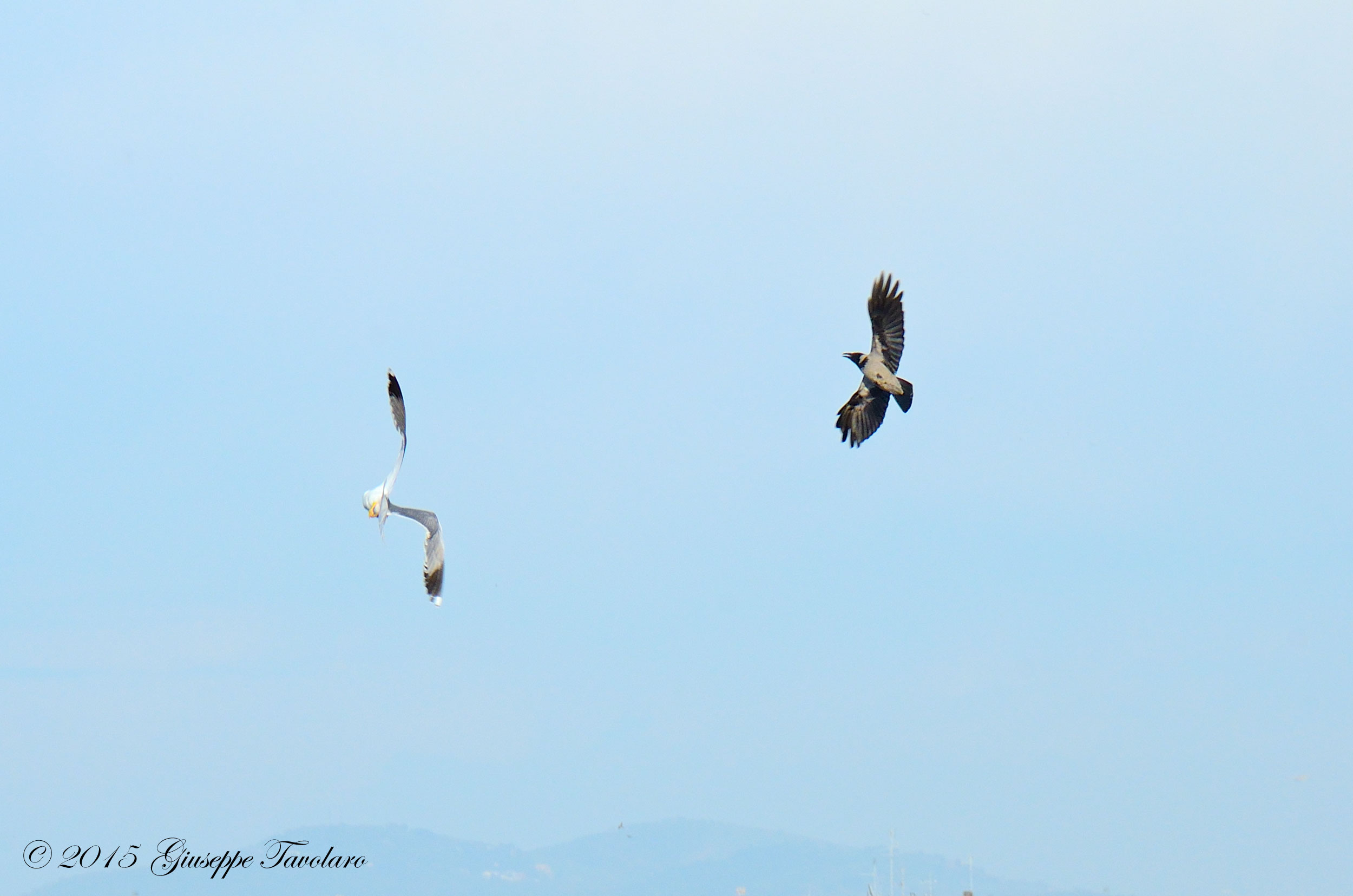 Il Gabbiano e la Cornacchia grigia