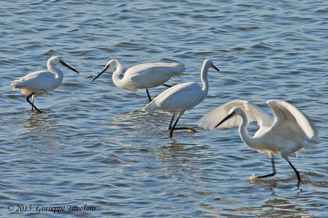 Garzette (Egretta garzetta)