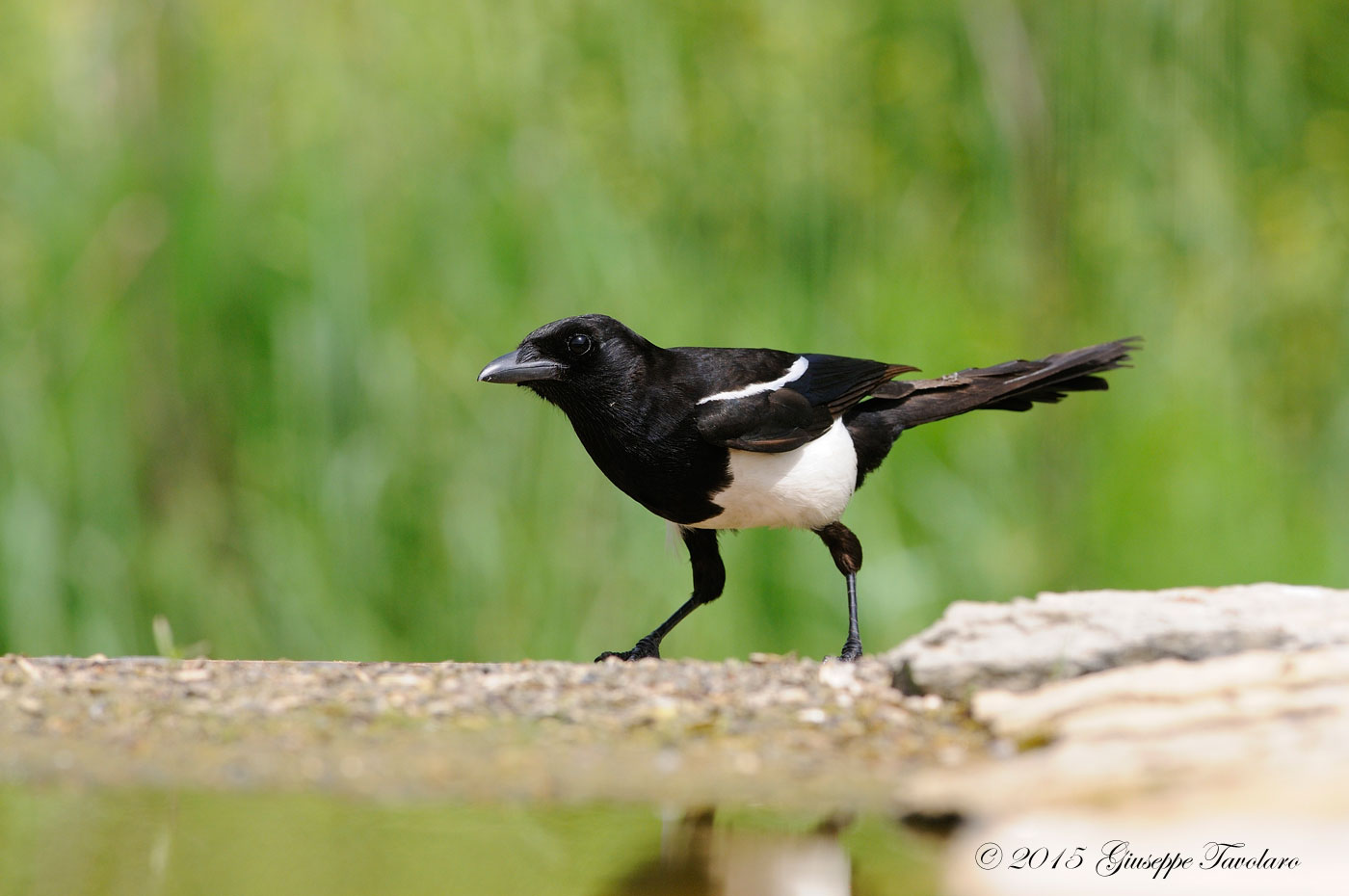 Gazza (Pica pica)