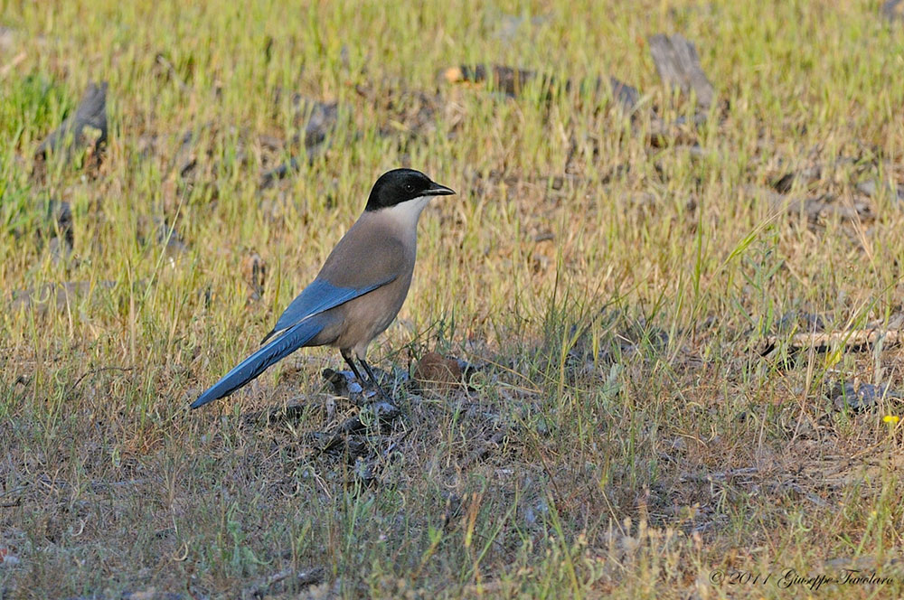 Gazza azzurra (Cyanopica cyanus)