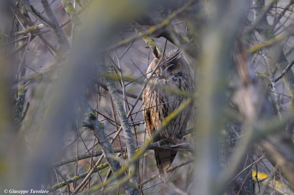 Gufo comune (Asio otus)