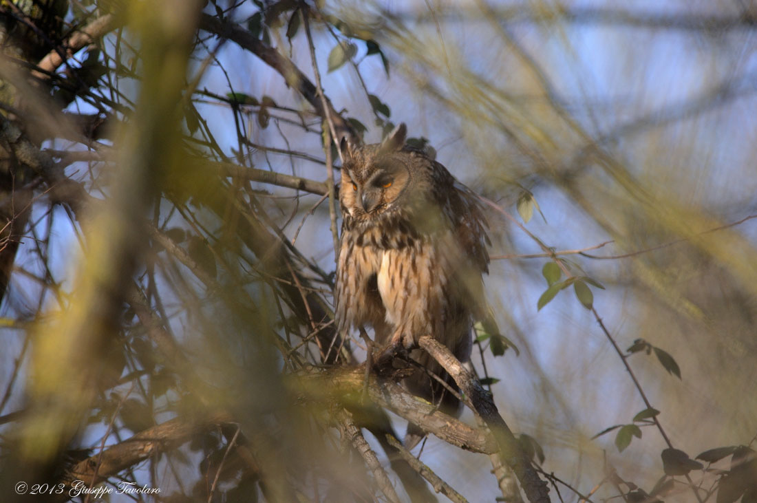 Ancora Gufo (Asio otus)