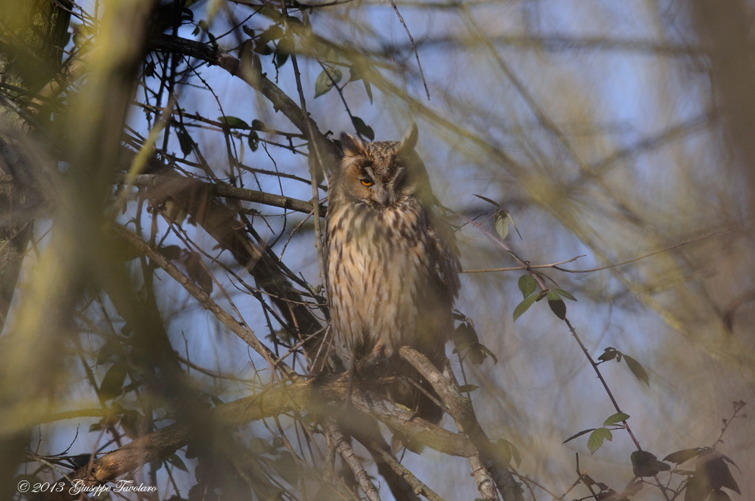 Ancora Gufo (Asio otus)