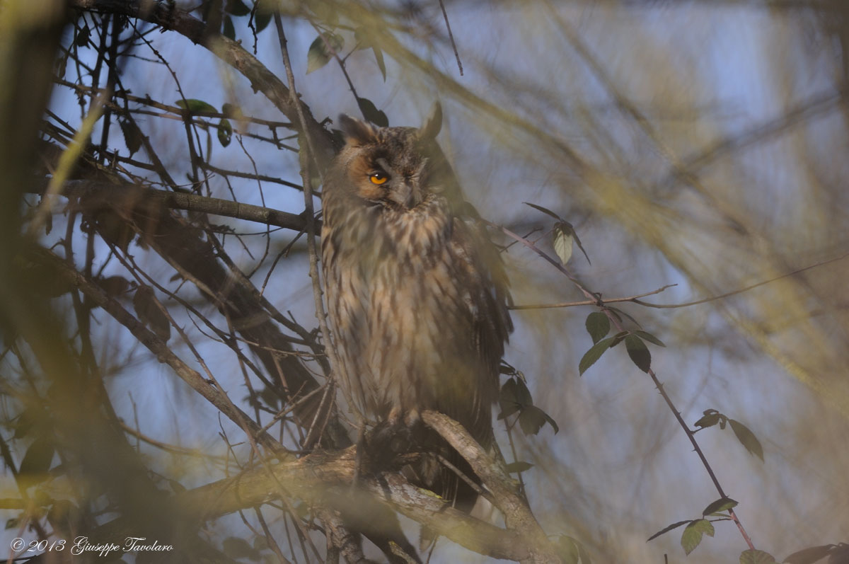 Ancora Gufo (Asio otus)