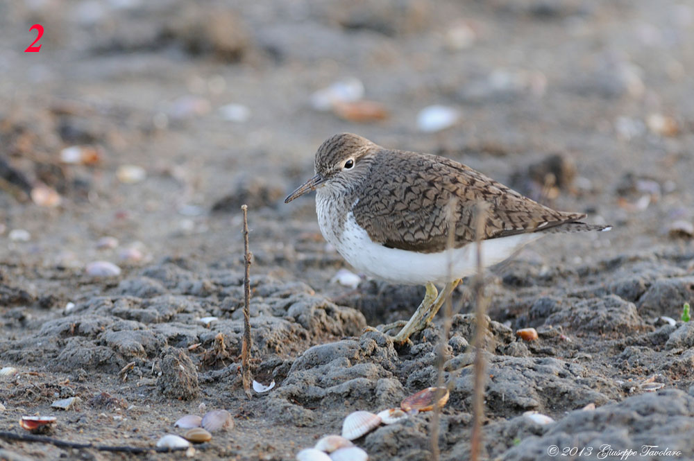 Richiesta di aiuto per identificazioni.
