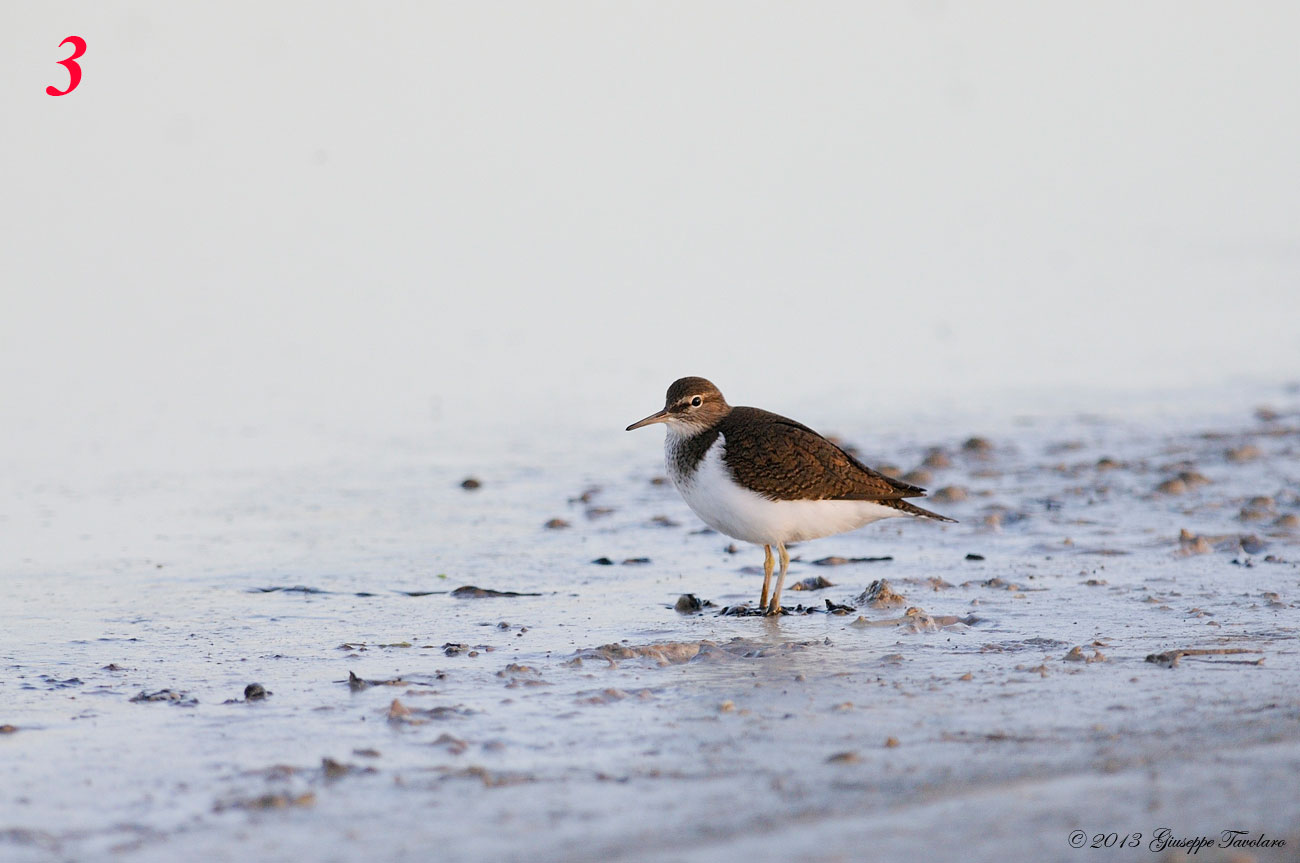 Richiesta di aiuto per identificazioni.