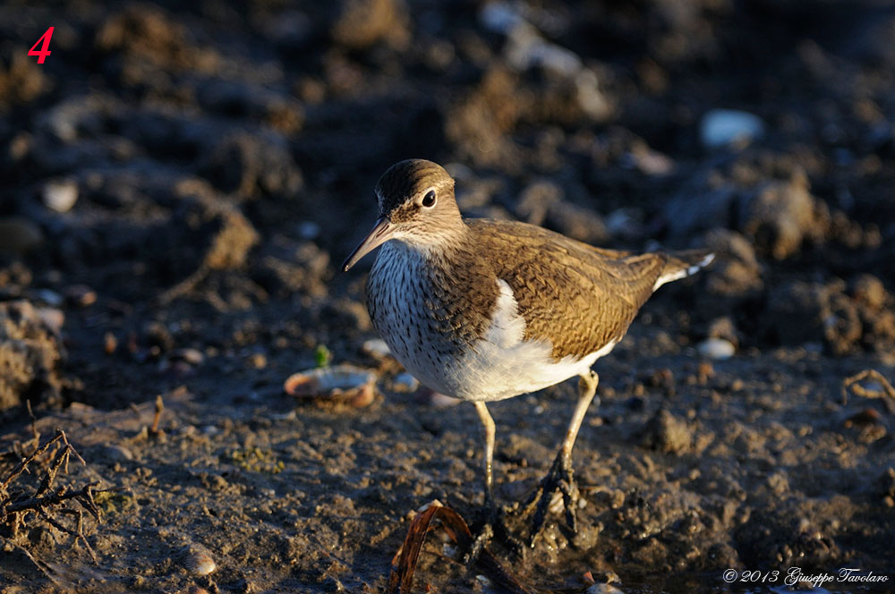 Richiesta di aiuto per identificazioni.