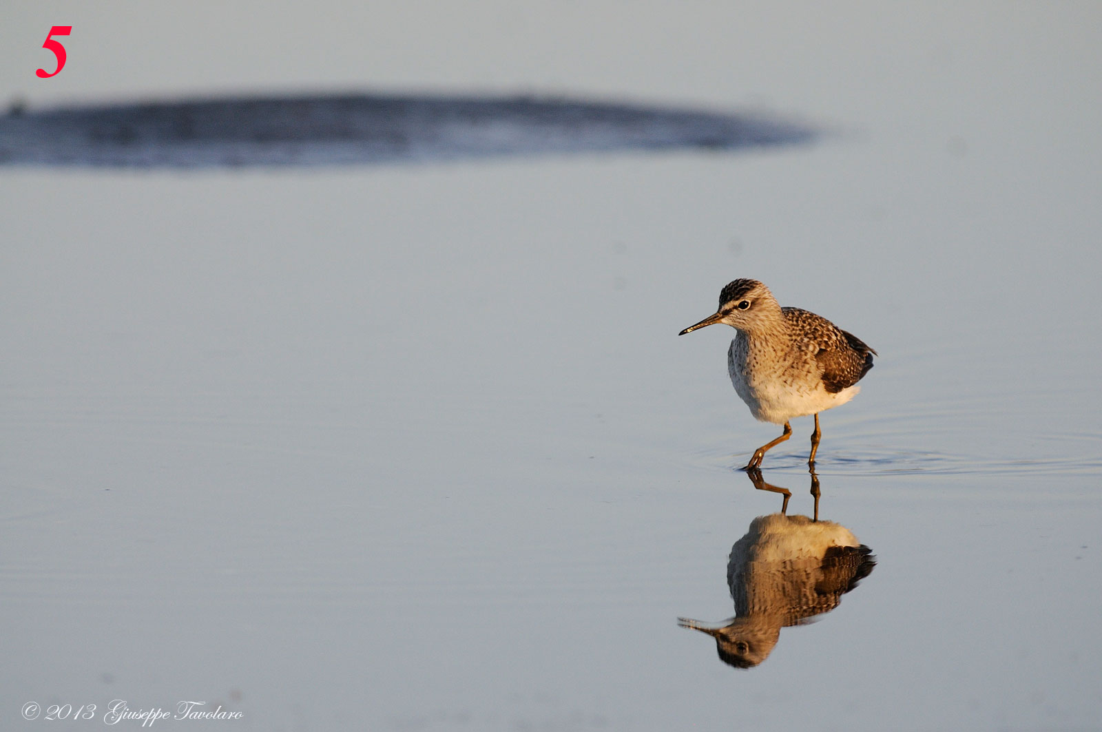 Richiesta di aiuto per identificazioni.