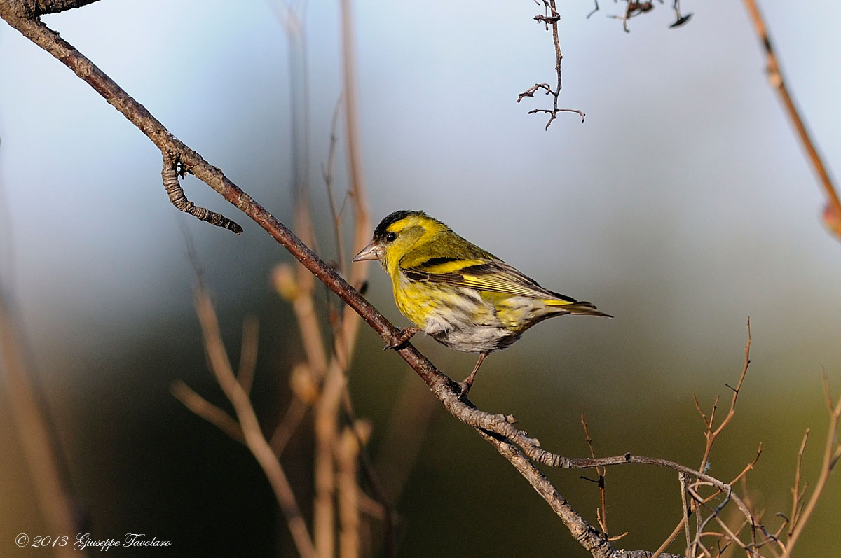 Lucherino (Carduelis spinus)