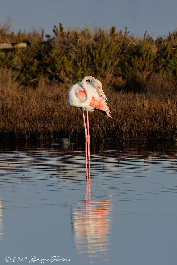 Fenicotteri (Phoenicopterus ruber)