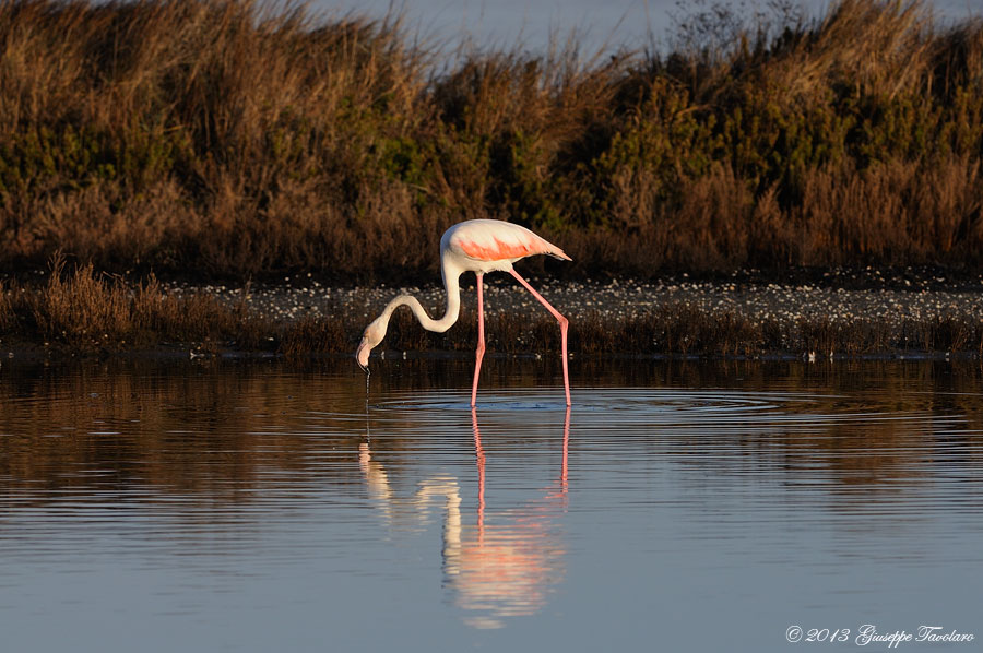 Fenicotteri (Phoenicopterus ruber)
